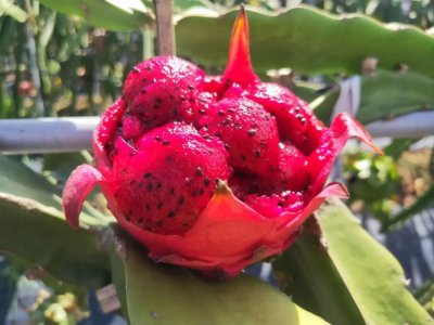 火龙果种多深合适 火龙果的种植深度选择