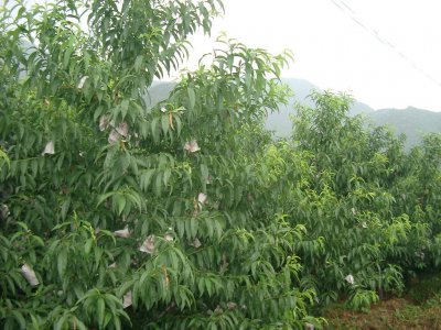 桃树耐旱吗 桃树是否耐旱？