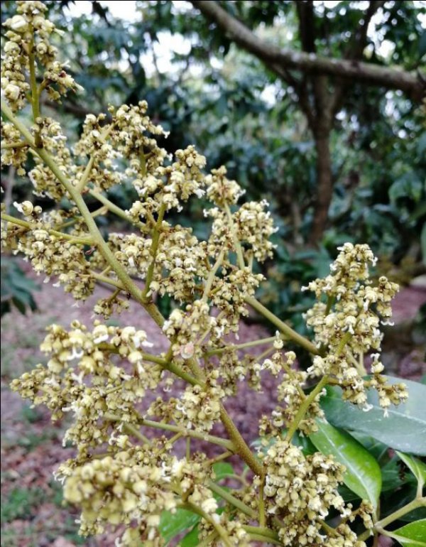 荔枝树是自花授粉吗
