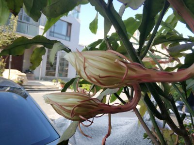 昙花耐旱吗 昙花是否耐干旱？