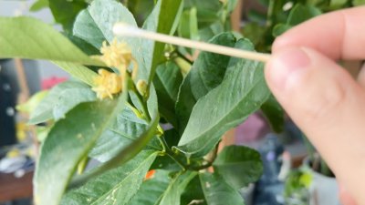 柠檬是自花授粉吗 柠檬是否属于自花授粉？