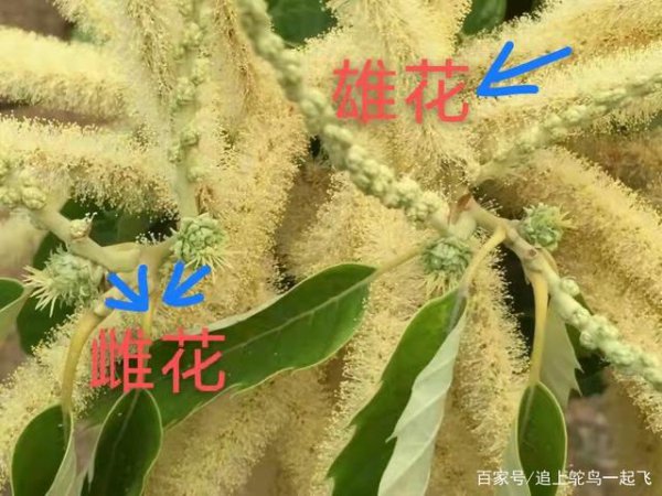 板栗是自花授粉吗