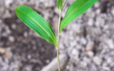 黄精种子多久发芽 黄精种子发芽需要多长时间？