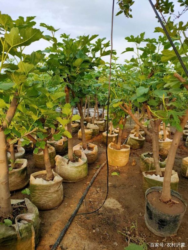 无花果盆栽几年结果