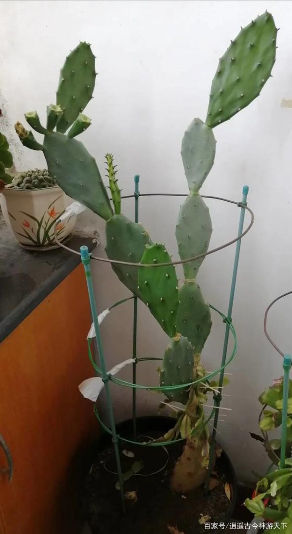 仙人掌可以嫁接吗