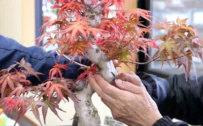槭树可以嫁接吗 槭树能进行嫁接吗？