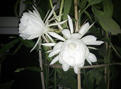 昙花喜光吗 昙花爱光吗？