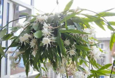 淘米水可以浇昙花吗 淘米水适合作为昙花的水源吗？