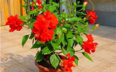 扶桑花可以浇啤酒吗 扶?；梢杂美唇焦嗥【坡?？