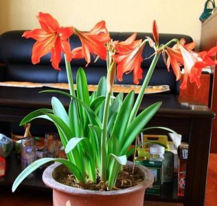 维生素b可以浇花吗 B族维生素适合用来浇花吗？