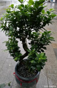 榕树可以浇白糖水吗 榕树是否适合喷撒白糖水？