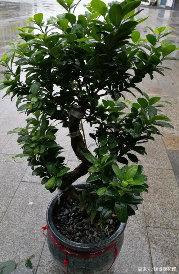 榕树可以浇白糖水吗