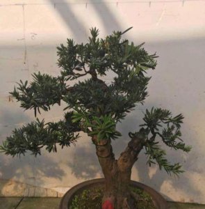 罗汉松可以用茶水浇吗 罗汉松能否用茶水浇灌？