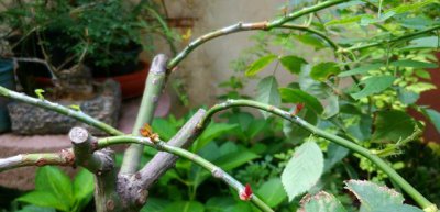 阿莫西林能浇花吗 阿莫西林可用于浇花吗？
