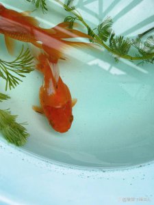 养金鱼的水可以浇花吗 金鱼缸里的水可以用来浇花吗？