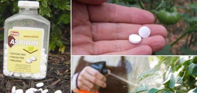 阿司匹林能浇花吗 阿司匹林对植物有益吗？