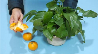 橘子果肉能浇花吗 橘子果肉可用于浇灌植物吗？