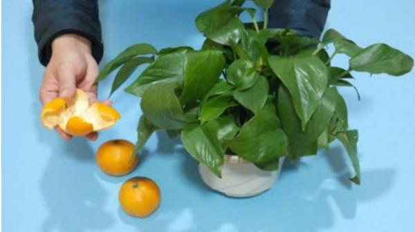 橘子果肉能浇花吗