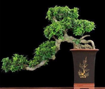榕树能浇硫酸亚铁吗 榕树可否用于硫酸亚铁的喷施？
