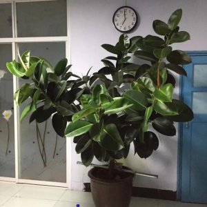 橡皮树可以用茶水浇吗 橡皮树适合用茶水浇吗？