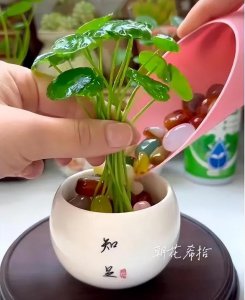 可乐可以浇铜钱草吗 铜钱草是否适合浇可乐？