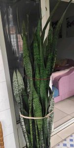 虎皮兰可以浇白糖水吗 虎皮兰适合用白糖水浇吗？