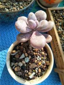 草木灰可以浇多肉吗 多肉植物可以用草木灰浇水吗？