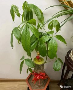 白酒可以浇发财树吗 白酒是否能帮助发财？