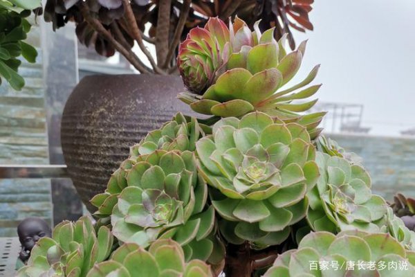 磷酸二氢钾可以浇法师吗