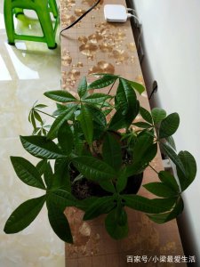 复合肥可以浇发财树吗 复合肥适合浇灌发财树吗？