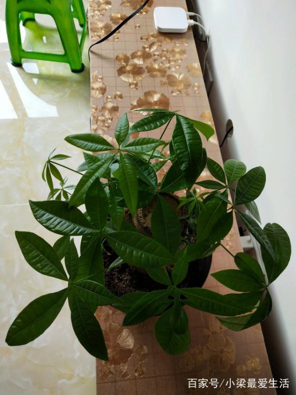 复合肥可以浇发财树吗