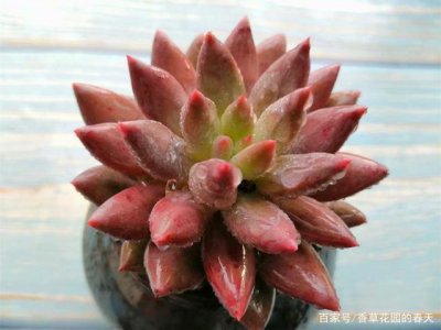 花多多1号可以浇多肉吗 花多多1号适合浇多肉吗？