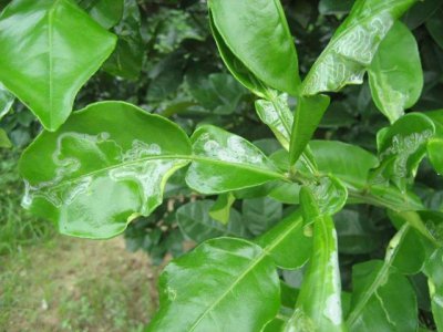 多菌灵可以浇桔树吗 多菌灵可否用来喷洒橙树？