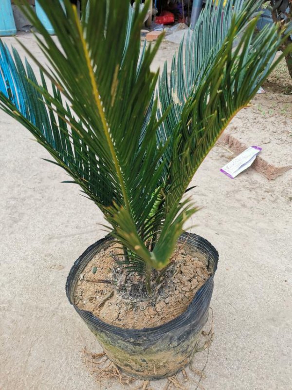 多菌灵可以浇铁树吗