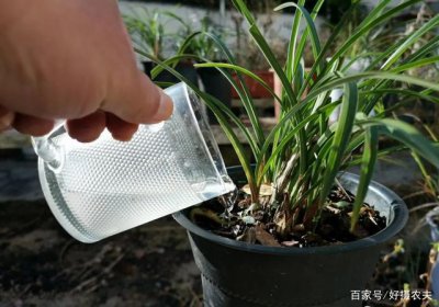 自来水加白醋后可以浇兰花吗 白醋稀释后可用于浇兰花吗？