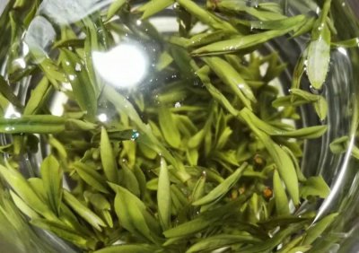 茶叶渣可以浇兰花吗 用茶叶渣浇兰花可行吗？