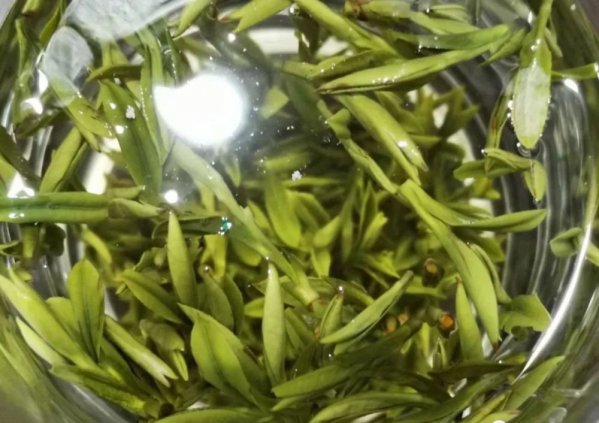 茶叶渣可以浇兰花吗