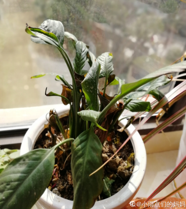 橘子皮泡水可以浇白掌吗