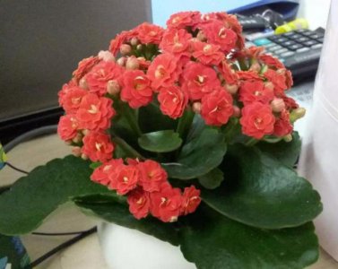白醋兑水可以浇杜鹃花吗 白醋稀释后适合用来浇杜鹃花吗？