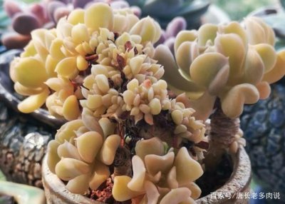 孕妇可以养多肉植物吗 怀孕期间可以种植多肉植物吗？