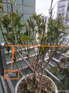 米兰花可以插枝吗 可以米兰花插枝吗？
米兰花适合插枝吗？
