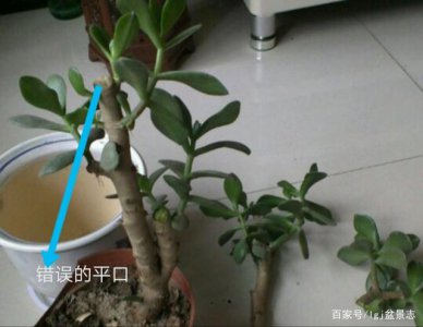 玉树冬天可以剪枝吗 冬季是否适合修剪玉树？