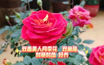双鱼座适合养什么花 双鱼座适合种植什么花