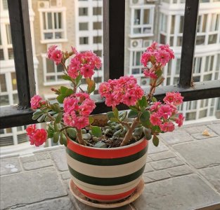 女孩子适合养什么花 女生适合种什么花？