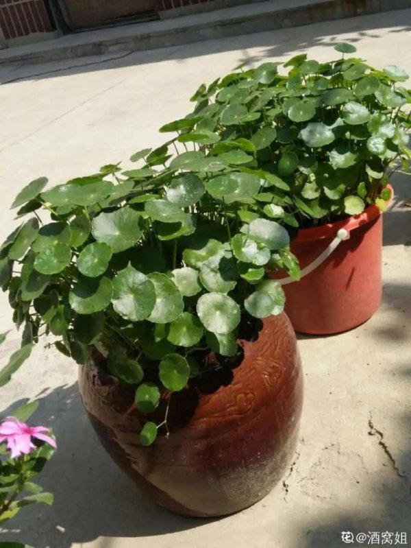 大缸花盆适合养什么花