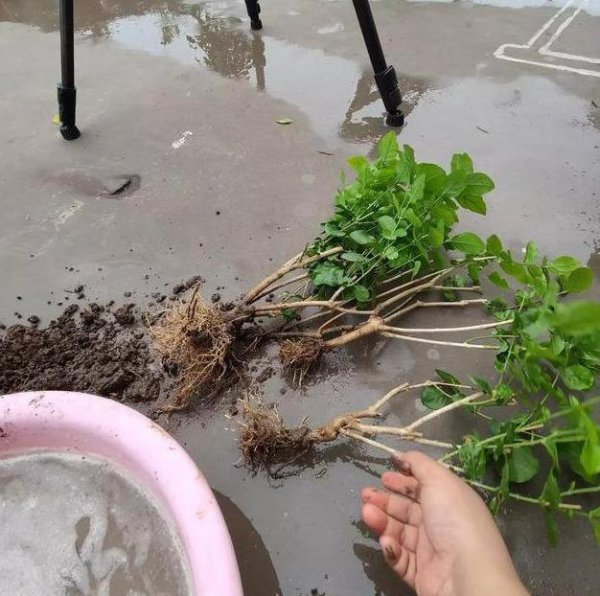 茉莉花怎么配土