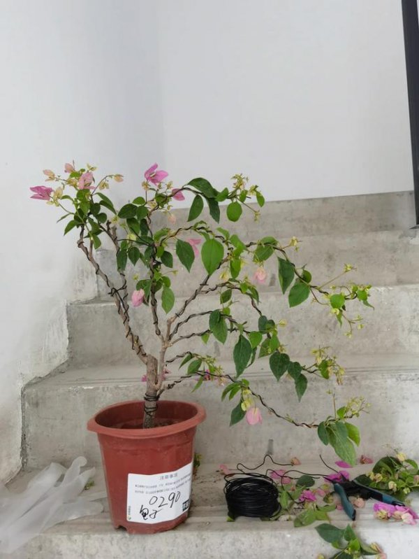 三角梅怎么养才能开花多