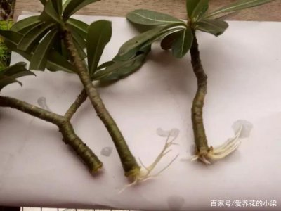 沙漠玫瑰怎么配土 沙漠玫瑰适合种植在什么样的土壤中？