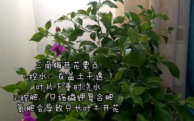 三角梅花期养护方法 三角梅养护技巧