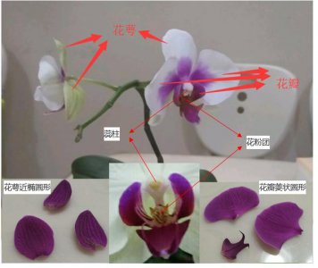 蝴蝶兰花期养护方法 蝴蝶兰养护要点